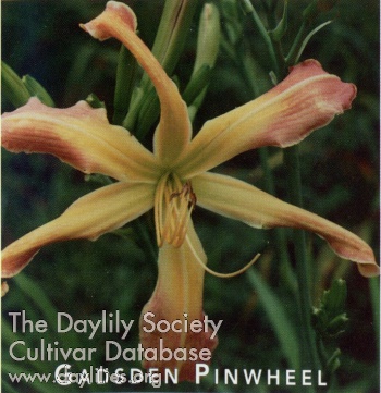 Daylily Gadsden Pinwheel